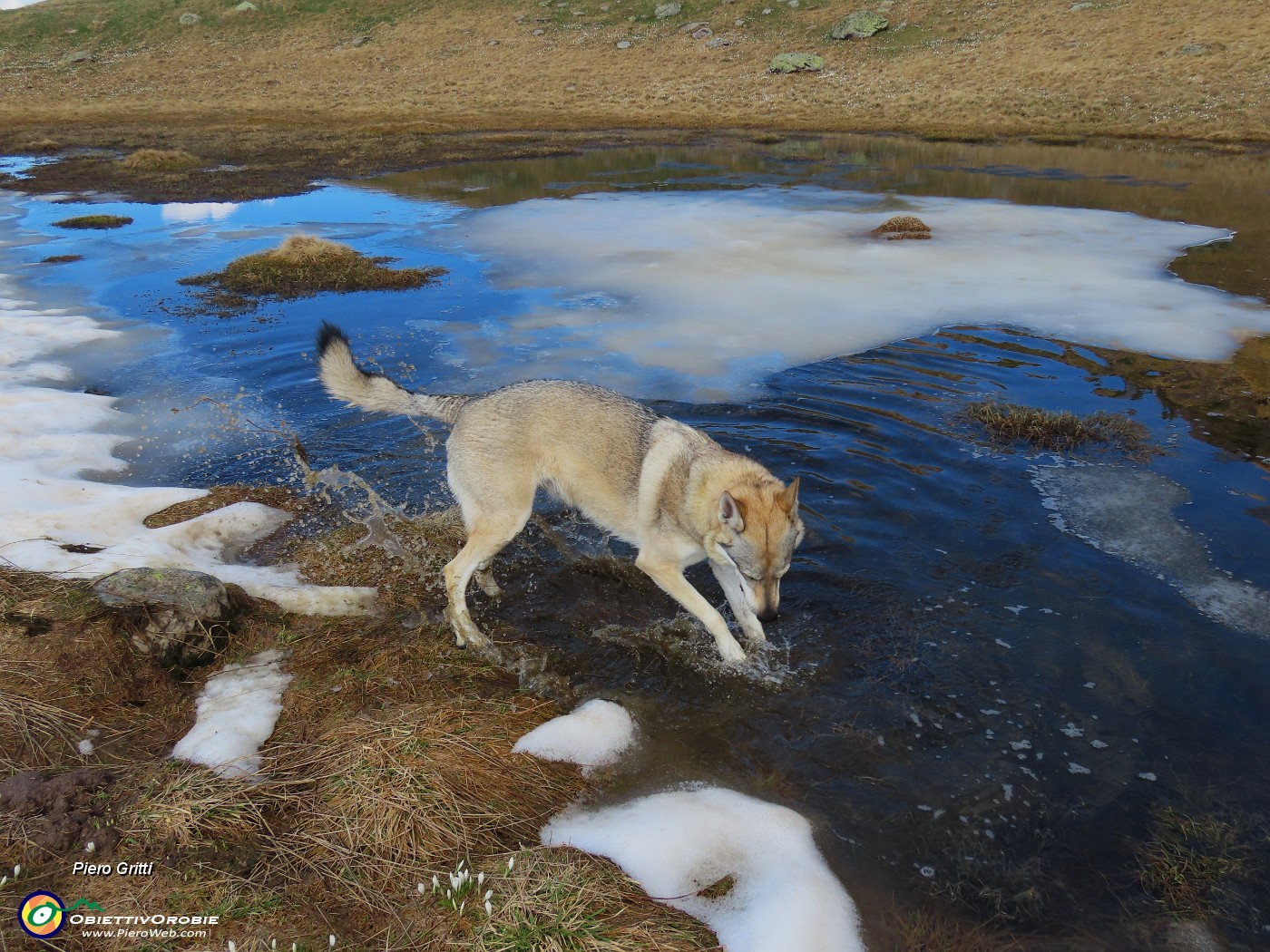 19 Bella fresca quest'acqua con la neve.JPG